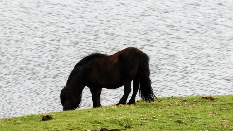 Shetland 23_resize