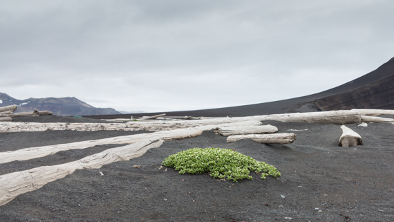 Jan Mayen blogg-22