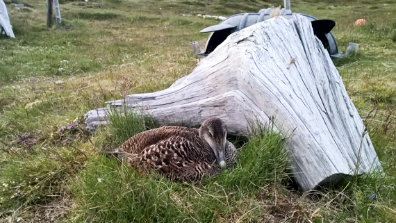 Island blogg-16
