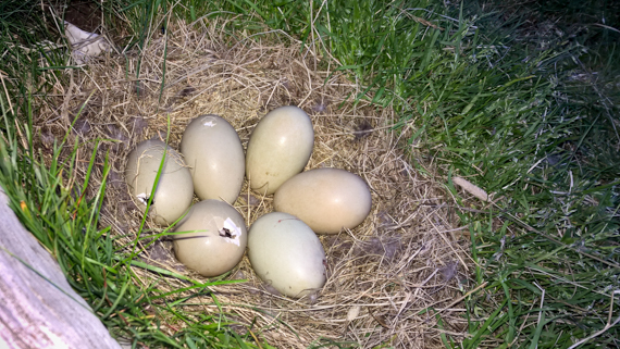 Island blogg-17