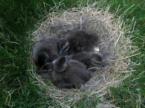 Island blogg-19