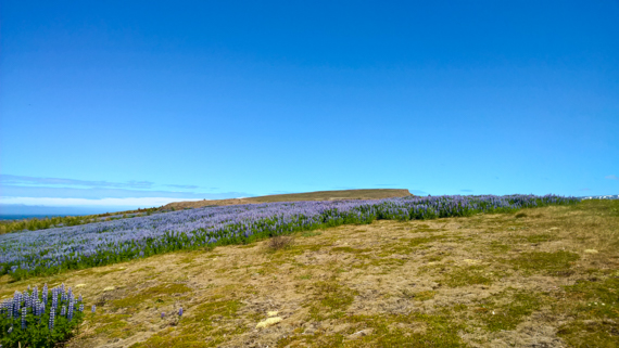 Island blogg-29